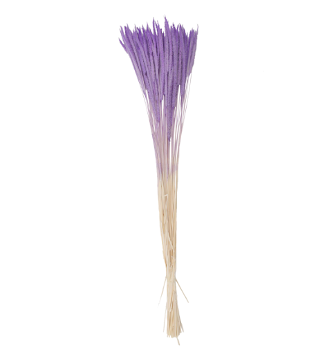 ELEGANCE PURPLE UNICORN GRASS - TW110905Z