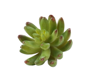 GEM LOTUS DECOR BH014