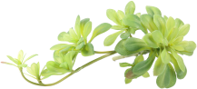 绿色植物 BH012