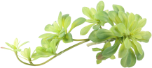 GREEN PLANT BH012