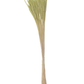 ELEGANCE GREEN UNICORN GRASS - TW110905V